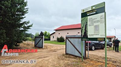 Па версіі “Аршанскай газеты”, падлеткі, якім мала заплацілі за працу ў лясгасе, няправільна зразумелі абяцанне вялікіх заробкаў
