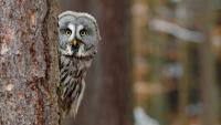 Фота: birdingbelarus.by